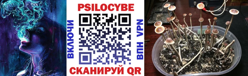 Купить где  Нолинск  Галлюциногенные грибы Psilocybine cubensis 